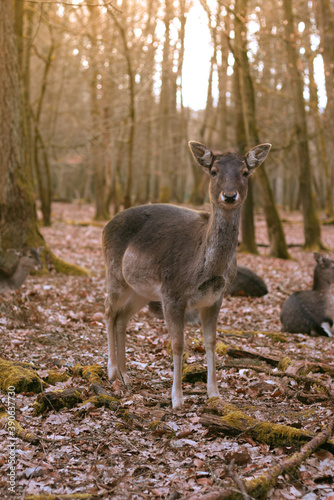 dear deer