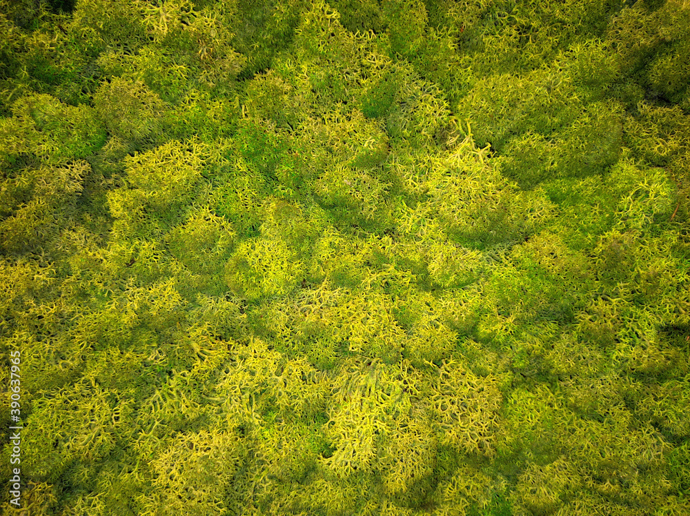 Naklejka premium green forest moss