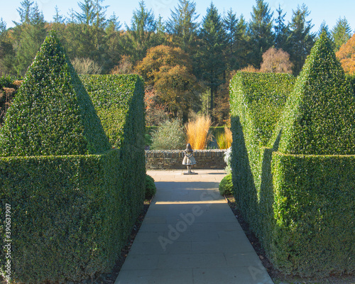 Fototapeta Naklejka Na Ścianę i Meble -  Looking down through the immaculate groomed hedges, down to the statue of the little girl admiring the woodland