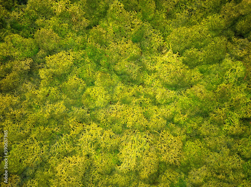 green forest moss