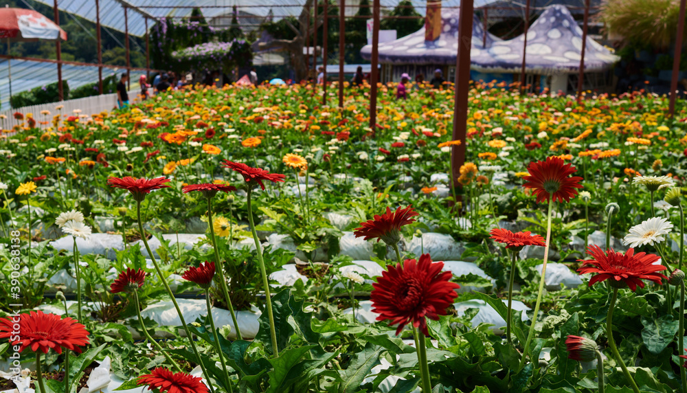 Gerbera flowers in a greenhouse. Production and cultivation flowers. Gerbera plantation.
