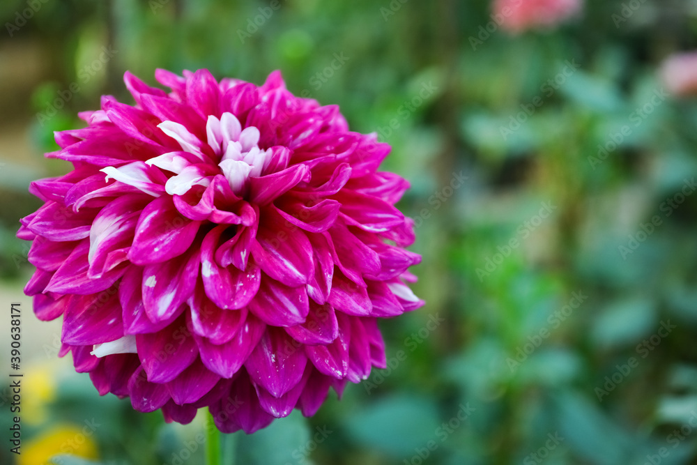 Beautiful blooming pink dahlia flower in green garden, space for text Beautiful blooming pink dahlia flower in green garden, space for text