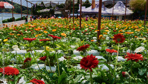 Gerbera flowers in a greenhouse. Production and cultivation flowers. Gerbera plantation. © eskstock