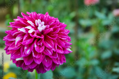Fototapeta Naklejka Na Ścianę i Meble -  Beautiful blooming pink dahlia flower in green garden, space for text