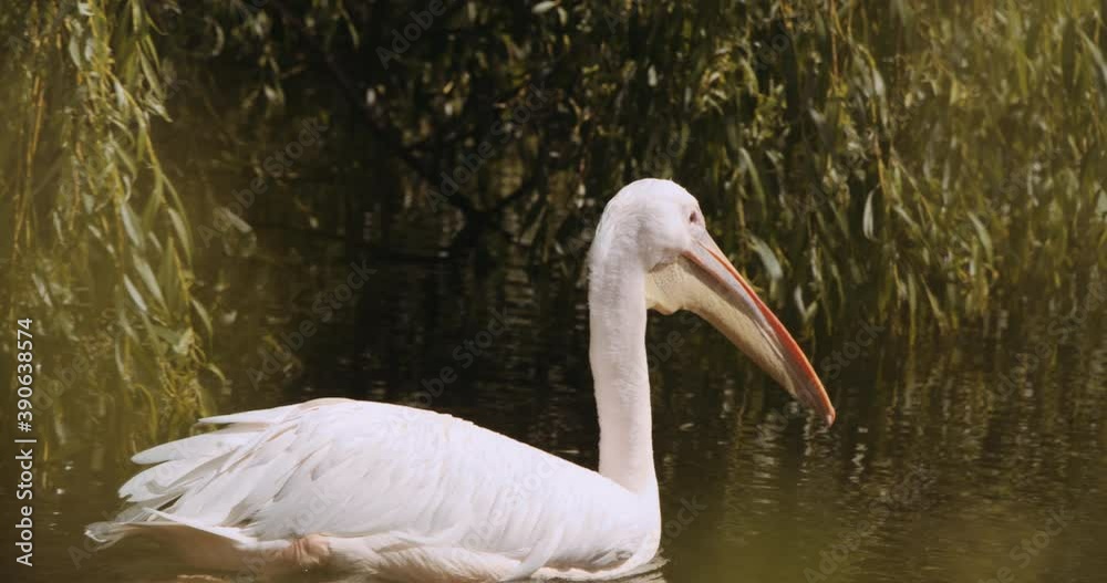 Great White Pelican In Lake Of Safari Park Great White Pelican In Lake Of Safari Park