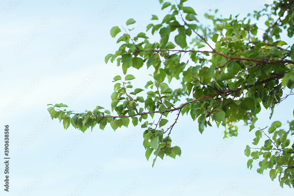 Beautiful tree branches with green leaves outdoors Beautiful tree branches with green leaves outdoors