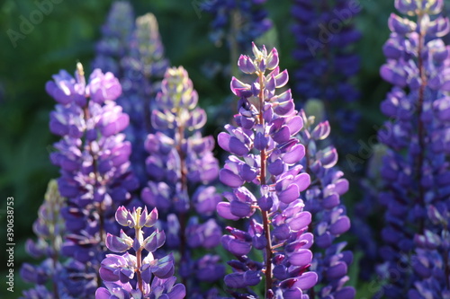 Blooming lupine flower. Lupinus  lupin  lupine field with purple flower. Violet spring and summer flower 