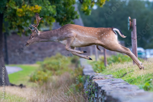 Fallow deer (Dama dama) buck jumping over a wall