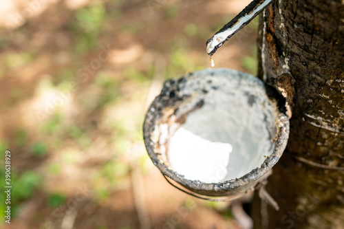 Raw rubber in cup from tree in garden agriculture photo