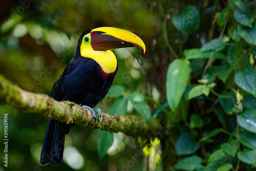 Chestnut-mandibled toucan or Swainson’s toucan, Ramphastos ambiguus swainsonii. Yellow-throated toucan sitting on a branch in Puerto Vieja de Sarapiqui in Costa Rica , Сentral America