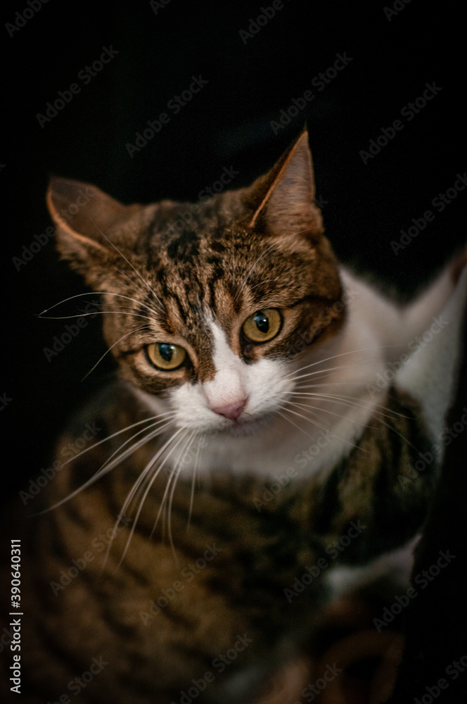 Fototapeta premium Cute cat portrait
