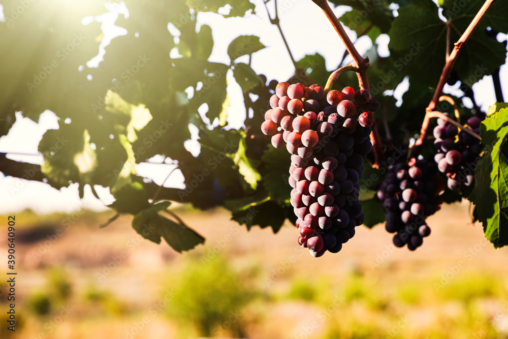 Delicious ripe grapes in vineyard. Harvest season