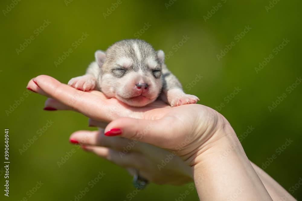 Woman holds black and white colored Siberian Husky puppy in her hands. Young dog isolated with green background.