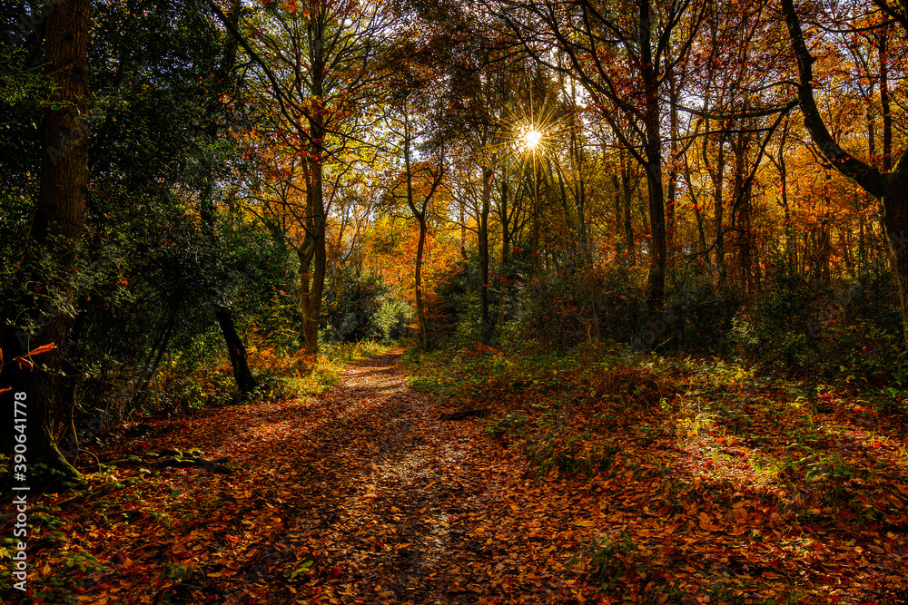 Autumn scenes in the UK