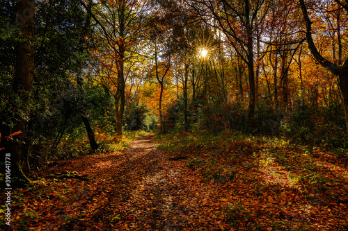 Autumn scenes in the UK