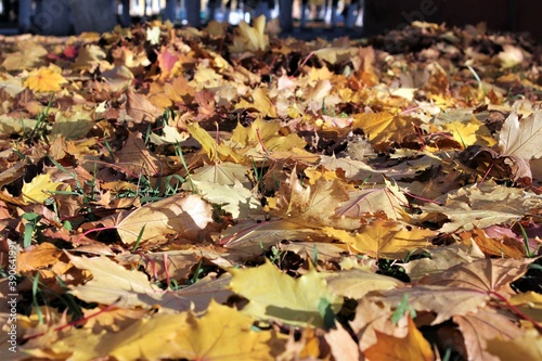 Wallpaper Mural Bright yellow fallen leaves on the ground on a Sunny autumn day Torontodigital.ca