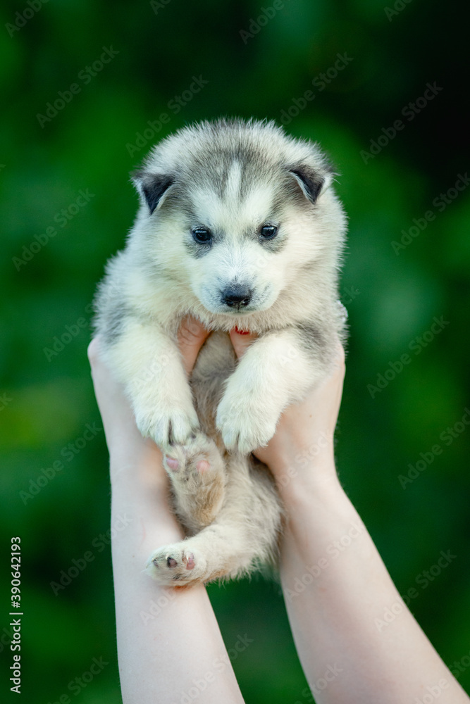 Fototapeta premium Woman holds black and white colored Siberian Husky puppy in her hands. Young dog isolated with green background.