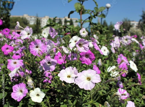 Wallpaper Mural Blooming petunias on a flower bed on a Sunny day Torontodigital.ca