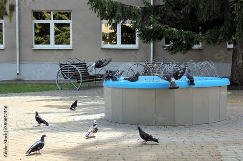 Wallpaper Mural Pigeons drink from a fountain on a hot summer day Torontodigital.ca