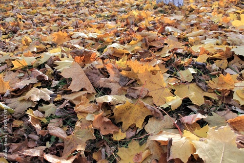 Wallpaper Mural Bright yellow fallen leaves on the ground on a Sunny autumn day Torontodigital.ca