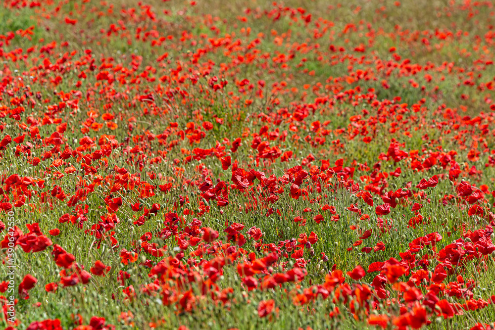 An Abundance of Poppies in a Field in Sussex