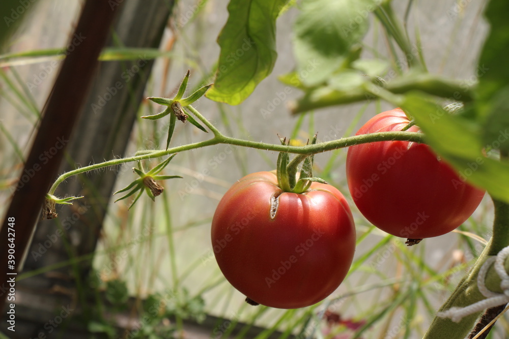 Tomatoes on a branch. Tomato plant growing in greenhouse