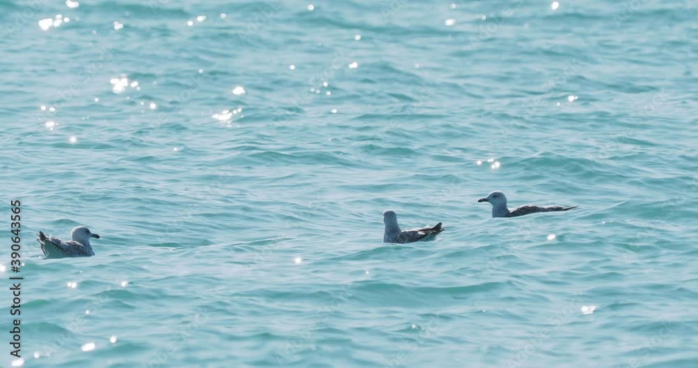 Seagulls swaying on waves of Black sea. Sea birds eat something in azure water at sunny day. Flock of birds at Sochi, Russia. Seagulls swaying on waves of Black sea. Sea birds eat something in azure water at sunny day. Flock of birds at Sochi, Russia.