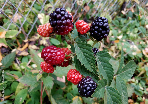 Bunch of blackberries ripening in autumn on the branches of this year