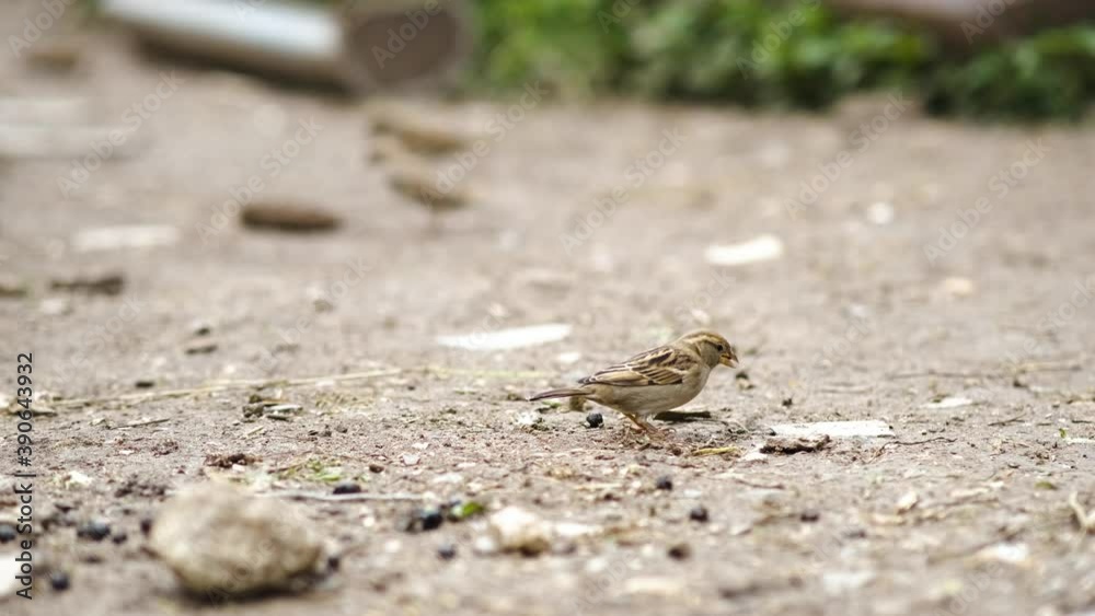 Gray little sparrow bird jumping and looking for food on farm yard.