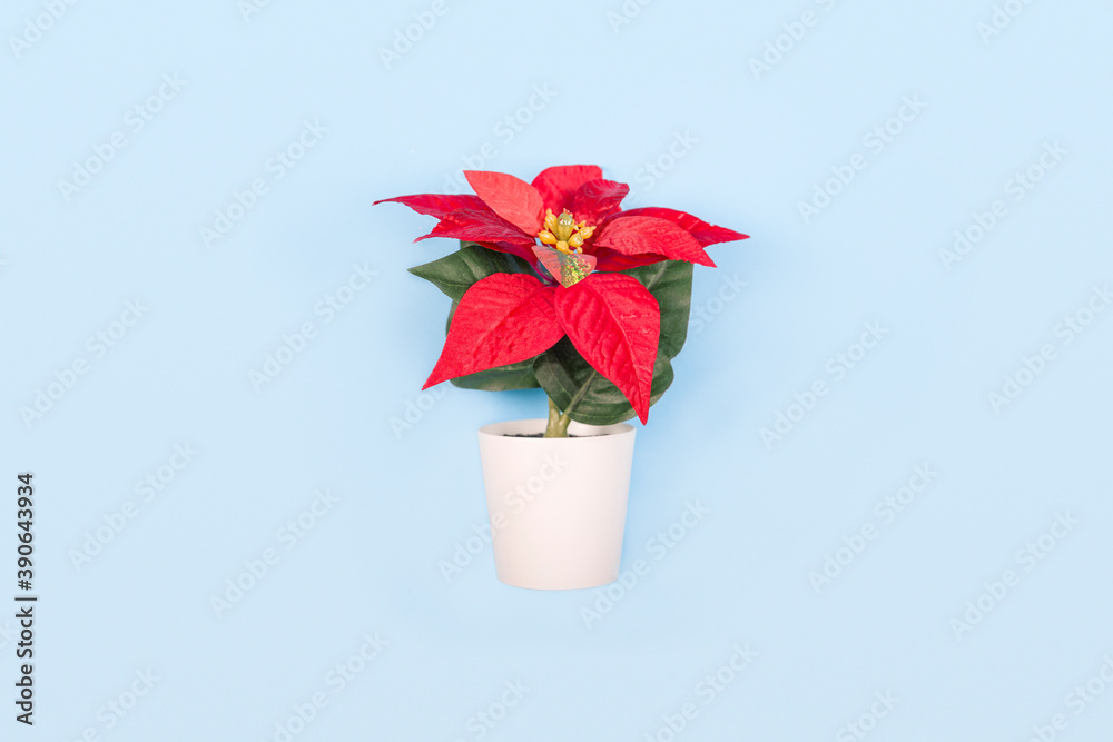 Poinsettia with star flowers for Christmas or New Year in white pot on blue background. Xmas winter holiday home decor. Poinsettia with star flowers for Christmas or New Year in white pot on blue background. Xmas winter holiday home decor.