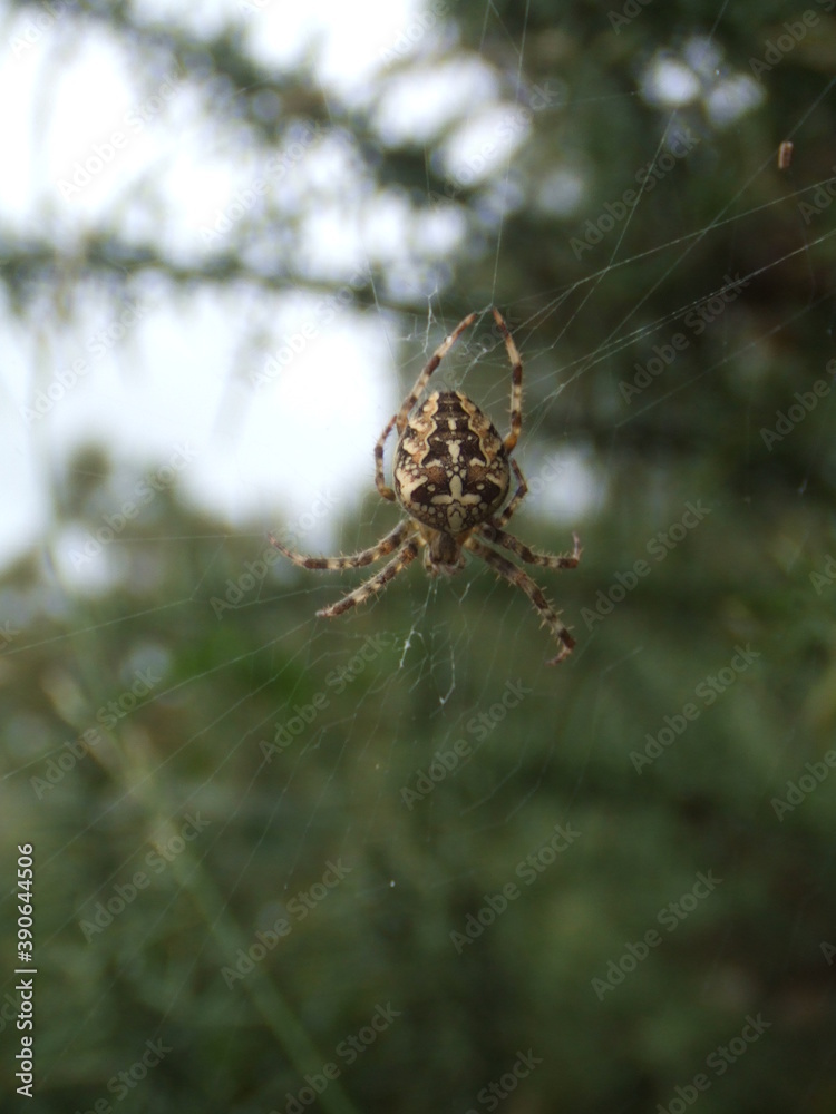 Garden cross spider, found in Hampshire, UK. Garden cross spider, found in Hampshire, UK.