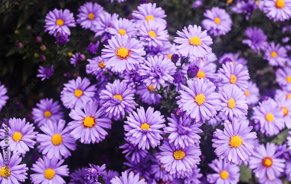 Fototapeta premium close up of a flower, violet, nature and flora