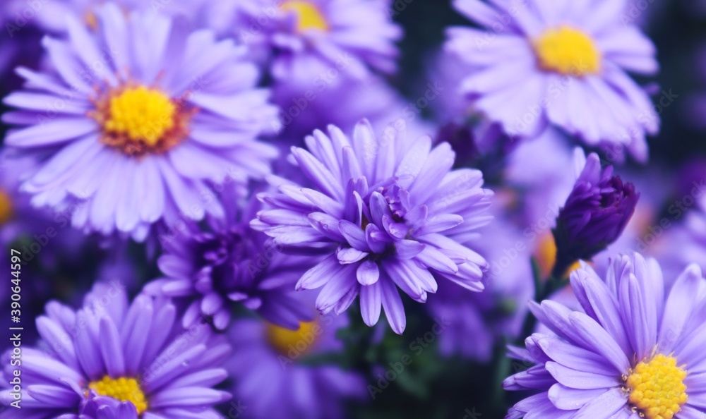 close up of a flower, violet, nature and flora close up of a flower, violet, nature and flora