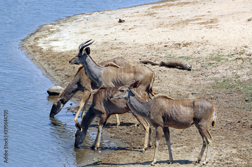 Group of Kudu at a watering hole  South Africa