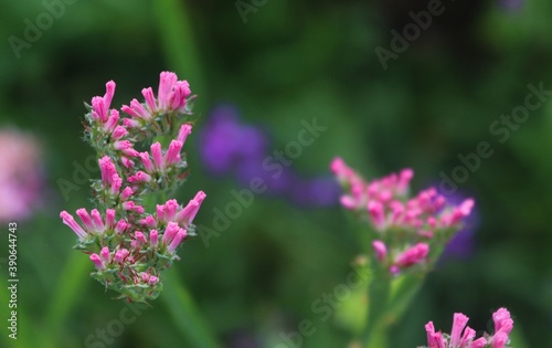 close up of a flower  pink and greeen  nature  garden  flora