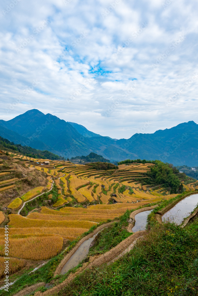 Fototapeta premium The rice bench terrace under sky