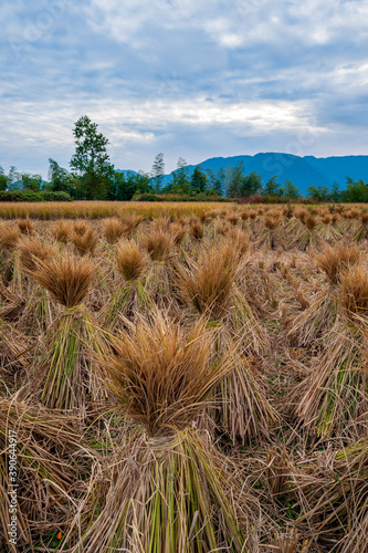 stooks field under the clouds  photo