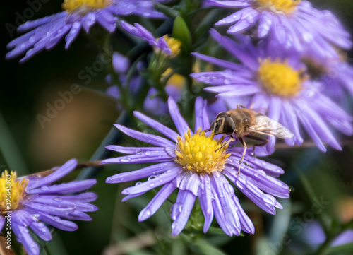 Macro picture of a fly on Aster flower. Aster amellus, or the European Michaelmas daisy. Selective focus on the bloom, blurred background.