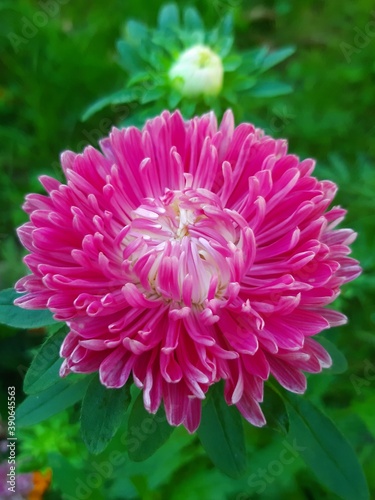 pink dahlia flower