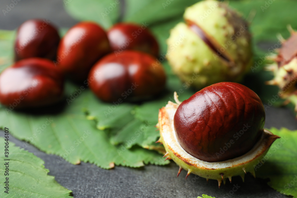 Horse chestnut in husk and leaves on grey table, closeup Horse chestnut in husk and leaves on grey table, closeup