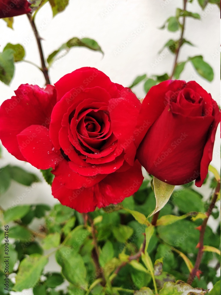 red roses in garden