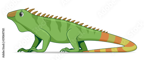 Iguana lizard animal standing on a white background