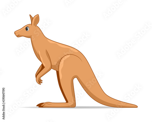 Kangaroo animal standing on a white background