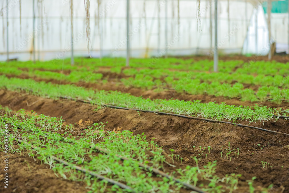 Greenhouse with coriander and fenugreek plant Greenhouse with coriander and fenugreek plant