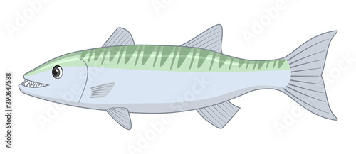 Great barracuda fish on a white background