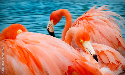 flamingo in the water