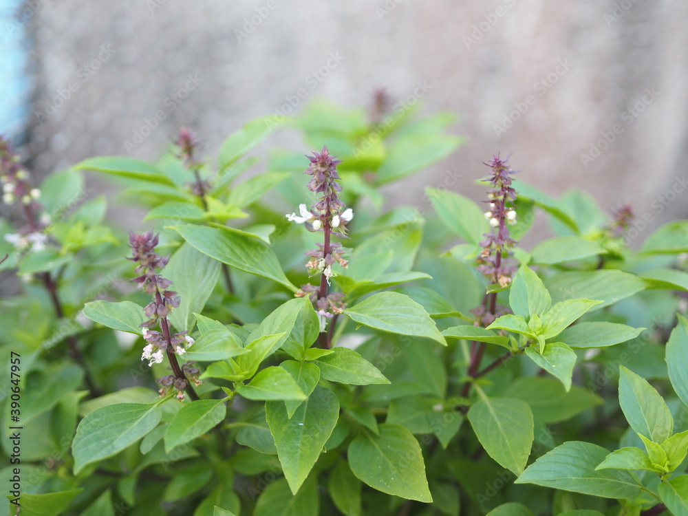 Fototapeta premium Sweet basil is light green with wide leaves while Thai basil has purple stems and flowers and spear-like leaves