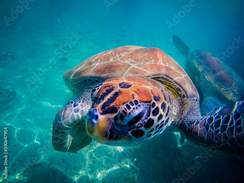 Turtle in the water