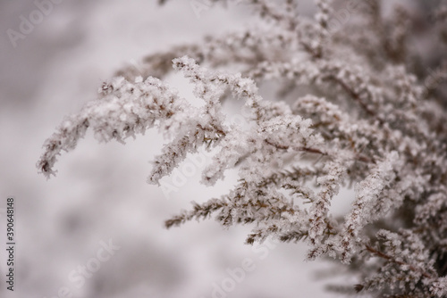 Frozen decorative plant (grass bush) in the garden, natural winter background, macro image with selective focus