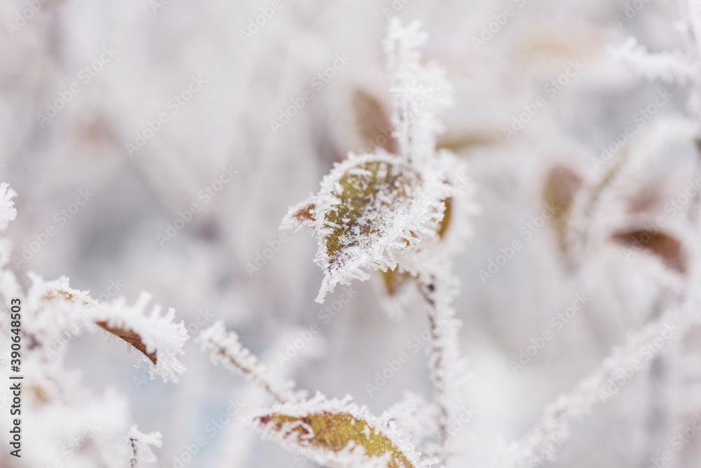 Frozen colorful leaves in the garden, natural winter background, macro image with selective focus